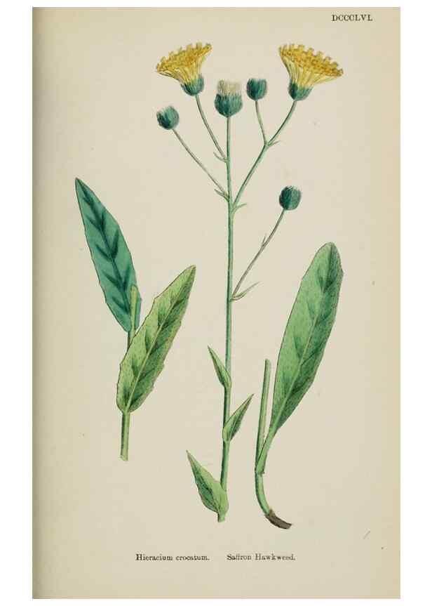 Reproducción/Reproduction 48717798486: English botany, or, Coloured figures of British plants /. London :R. Hardwicke,1863-1886.. 