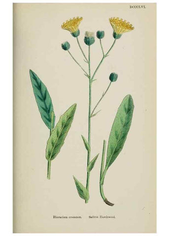 Reproducción/Reproduction 48717798486: English botany, or, Coloured figures of British plants /. London :R. Hardwicke,1863-1886.. 