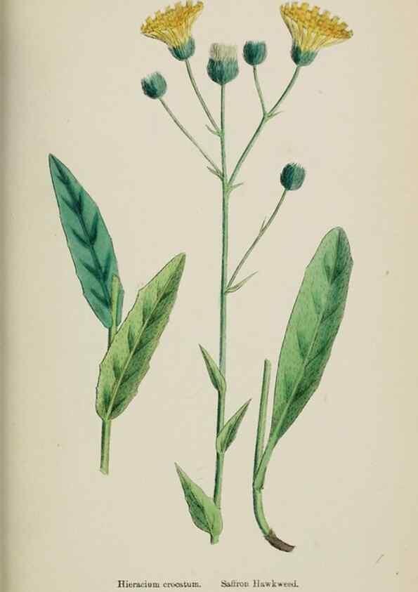 Reproducción/Reproduction 48717798486: English botany, or, Coloured figures of British plants /. London :R. Hardwicke,1863-1886.. 