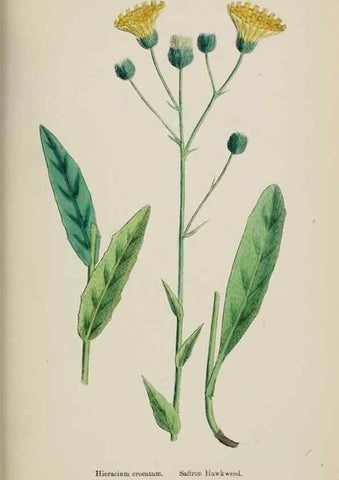 Reproducción/Reproduction 48717798486: English botany, or, Coloured figures of British plants /. London :R. Hardwicke,1863-1886.. 