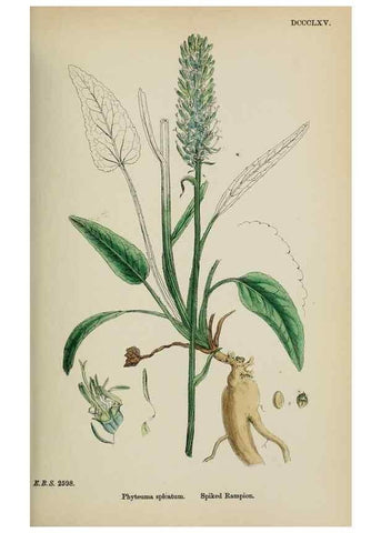 Reproducción/Reproduction 48717881296: English botany, or, Coloured figures of British plants /. London :R. Hardwicke,1863-1886.. 