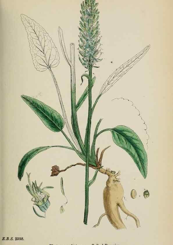 Reproducción/Reproduction 48717881296: English botany, or, Coloured figures of British plants /. London :R. Hardwicke,1863-1886.. 
