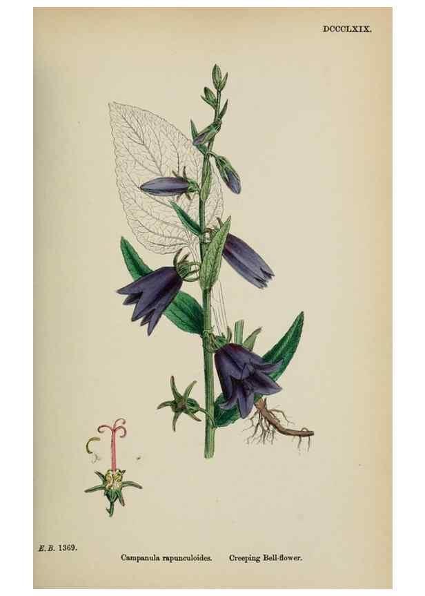 Reproducción/Reproduction 48717882706: English botany, or, Coloured figures of British plants /. London :R. Hardwicke,1863-1886.. 