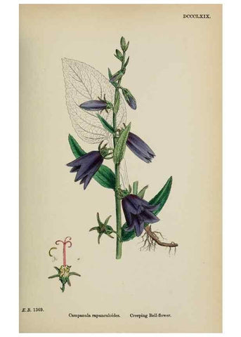 Reproducción/Reproduction 48717882706: English botany, or, Coloured figures of British plants /. London :R. Hardwicke,1863-1886.. 