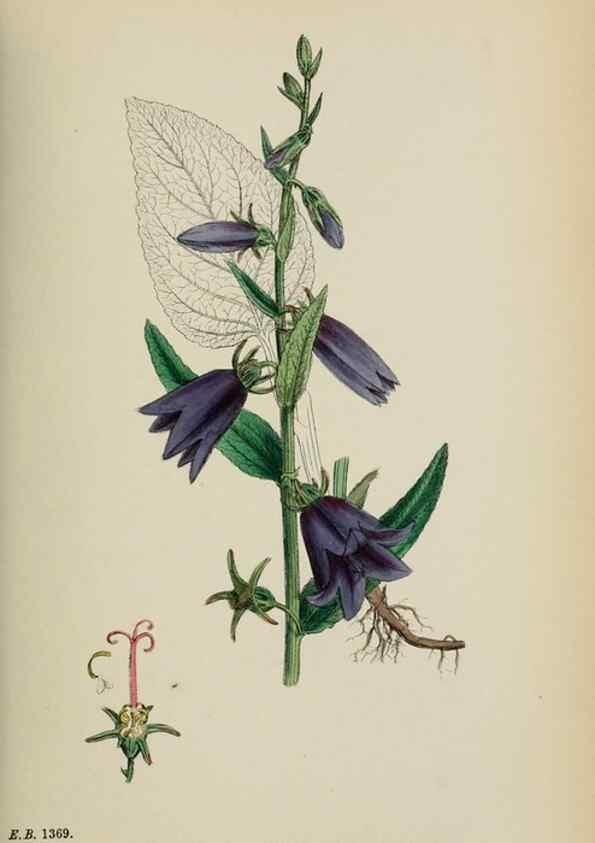 Reproducción/Reproduction 48717882706: English botany, or, Coloured figures of British plants /. London :R. Hardwicke,1863-1886.. 
