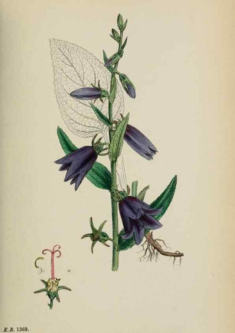 Reproducción/Reproduction 48717882706: English botany, or, Coloured figures of British plants /. London :R. Hardwicke,1863-1886.. 