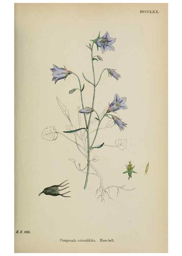 Reproducción/Reproduction 48717546968: English botany, or, Coloured figures of British plants /. London :R. Hardwicke,1863-1886.. 