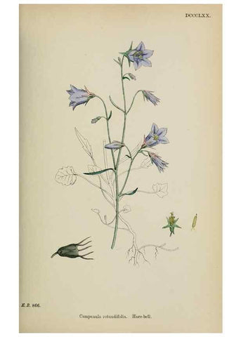 Reproducción/Reproduction 48717546968: English botany, or, Coloured figures of British plants /. London :R. Hardwicke,1863-1886.. 