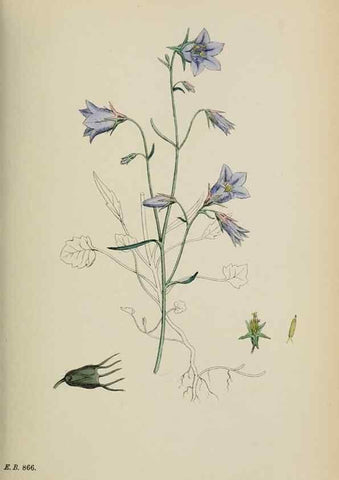Reproducción/Reproduction 48717546968: English botany, or, Coloured figures of British plants /. London :R. Hardwicke,1863-1886.. 
