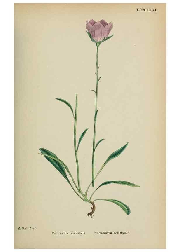 Reproducción/Reproduction 48717883441: English botany, or, Coloured figures of British plants /. London :R. Hardwicke,1863-1886.. 