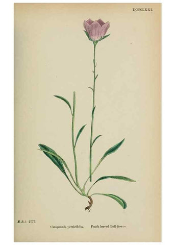Reproducción/Reproduction 48717883441: English botany, or, Coloured figures of British plants /. London :R. Hardwicke,1863-1886.. 