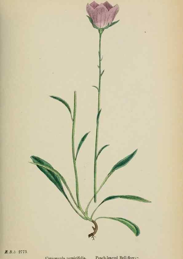 Reproducción/Reproduction 48717883441: English botany, or, Coloured figures of British plants /. London :R. Hardwicke,1863-1886.. 