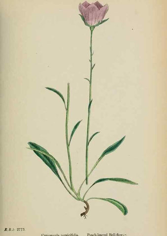 Reproducción/Reproduction 48717883441: English botany, or, Coloured figures of British plants /. London :R. Hardwicke,1863-1886.. 