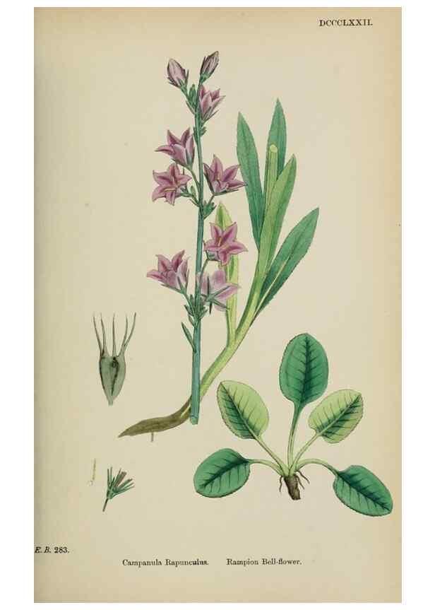 Reproducción/Reproduction 48717883761: English botany, or, Coloured figures of British plants /. London :R. Hardwicke,1863-1886.. 