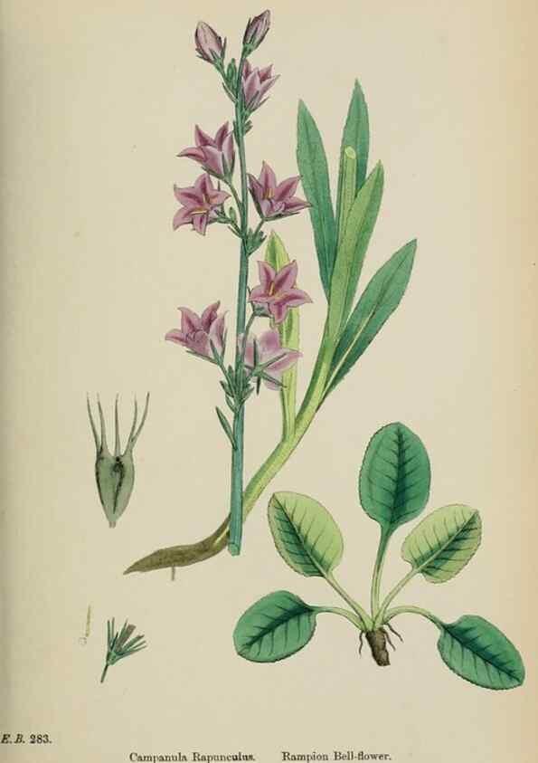 Reproducción/Reproduction 48717883761: English botany, or, Coloured figures of British plants /. London :R. Hardwicke,1863-1886.. 