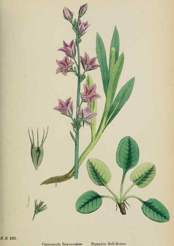 Reproducción/Reproduction 48717883761: English botany, or, Coloured figures of British plants /. London :R. Hardwicke,1863-1886.. 