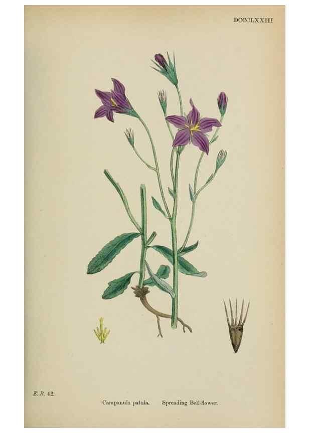 Reproducción/Reproduction 48717884126: English botany, or, Coloured figures of British plants /. London :R. Hardwicke,1863-1886.. 