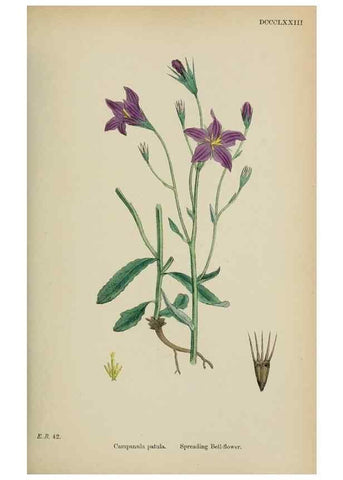 Reproducción/Reproduction 48717884126: English botany, or, Coloured figures of British plants /. London :R. Hardwicke,1863-1886.. 