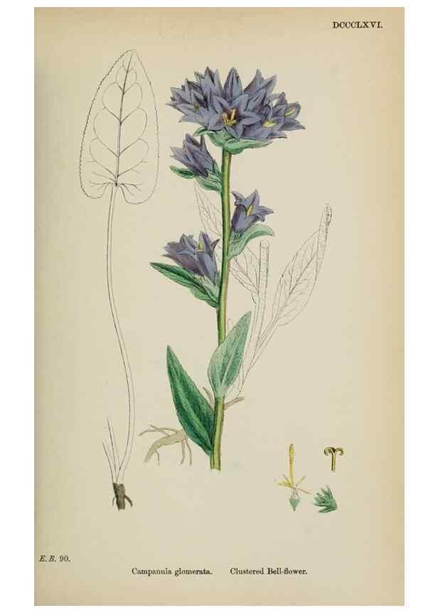 Reproducción/Reproduction 48718052697: English botany, or, Coloured figures of British plants /. London :R. Hardwicke,1863-1886.. 