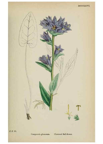Reproducción/Reproduction 48718052697: English botany, or, Coloured figures of British plants /. London :R. Hardwicke,1863-1886.. 