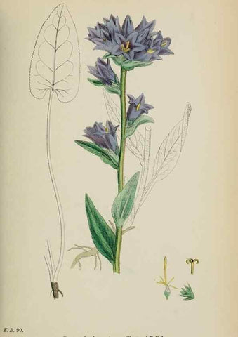 Reproducción/Reproduction 48718052697: English botany, or, Coloured figures of British plants /. London :R. Hardwicke,1863-1886.. 