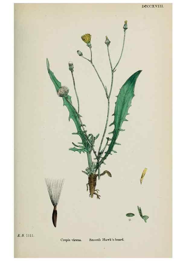 Reproducción/Reproduction 48717957712: English botany, or, Coloured figures of British plants /. London :R. Hardwicke,1863-1886.. 