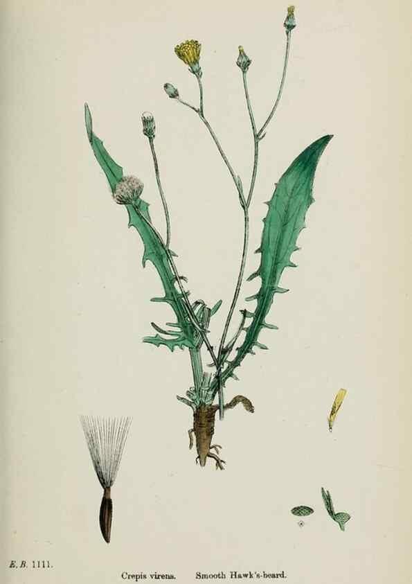 Reproducción/Reproduction 48717957712: English botany, or, Coloured figures of British plants /. London :R. Hardwicke,1863-1886.. 