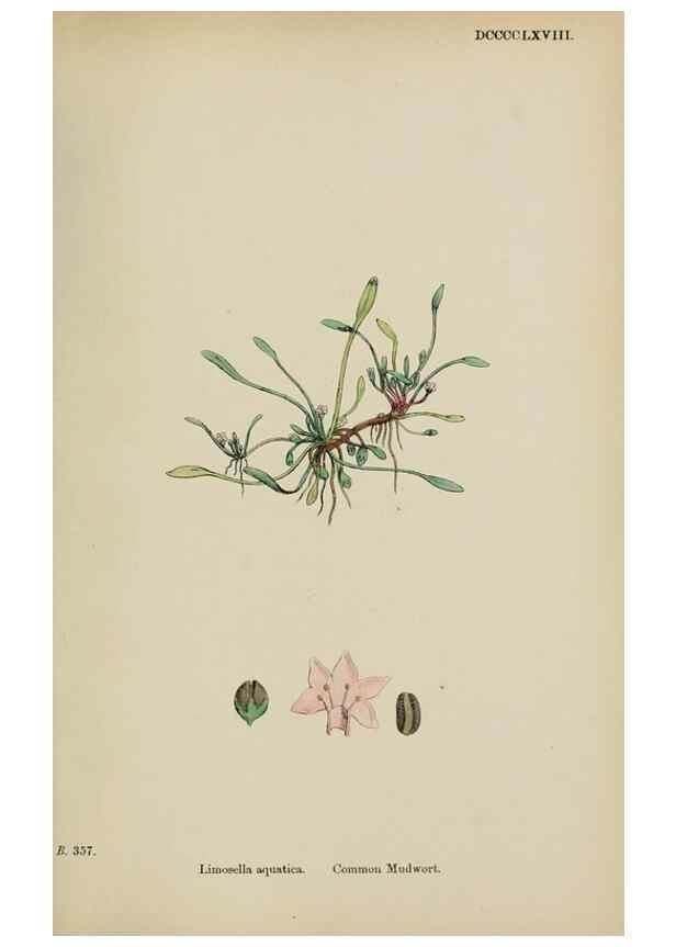 Reproducción/Reproduction 48717915836: English botany, or, Coloured figures of British plants /. London :R. Hardwicke,1863-1886.. 
