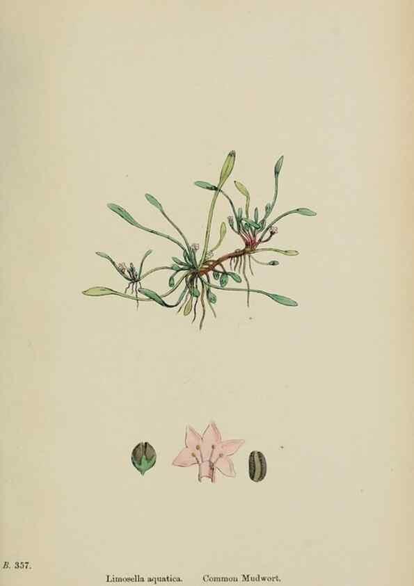 Reproducción/Reproduction 48717915836: English botany, or, Coloured figures of British plants /. London :R. Hardwicke,1863-1886.. 