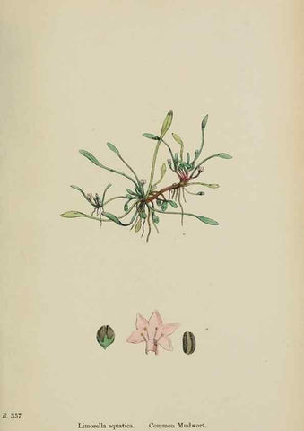 Reproducción/Reproduction 48717915836: English botany, or, Coloured figures of British plants /. London :R. Hardwicke,1863-1886.. 