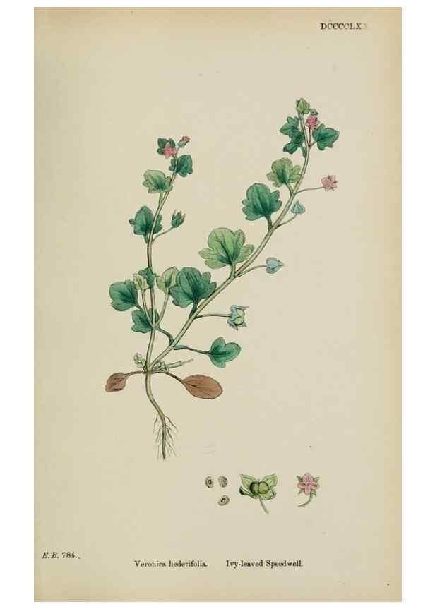Reproducción/Reproduction 48717916361: English botany, or, Coloured figures of British plants /. London :R. Hardwicke,1863-1886.. 