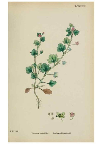 Reproducción/Reproduction 48717916361: English botany, or, Coloured figures of British plants /. London :R. Hardwicke,1863-1886.. 