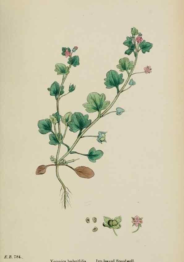 Reproducción/Reproduction 48717916361: English botany, or, Coloured figures of British plants /. London :R. Hardwicke,1863-1886.. 