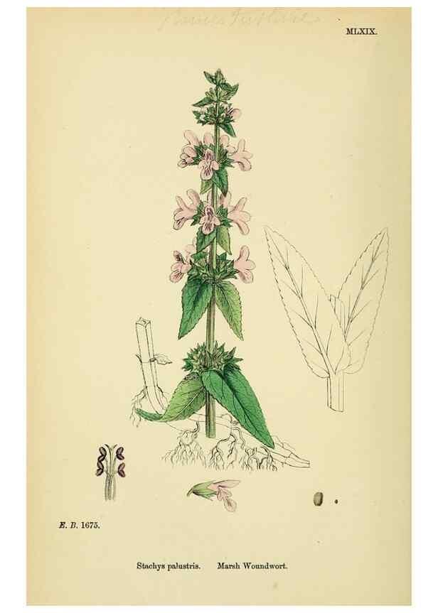 Reproducción/Reproduction 48718226322: English botany, or, Coloured figures of British plants /. London :R. Hardwicke,1863-1886.. 