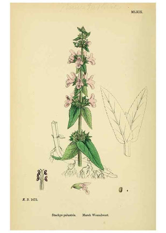 Reproducción/Reproduction 48718226322: English botany, or, Coloured figures of British plants /. London :R. Hardwicke,1863-1886.. 