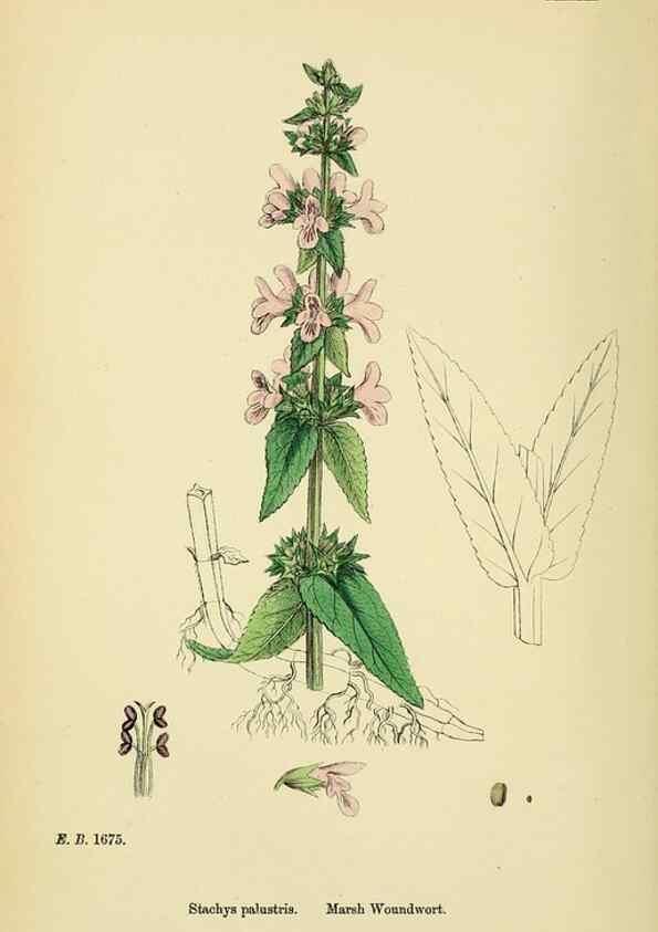Reproducción/Reproduction 48718226322: English botany, or, Coloured figures of British plants /. London :R. Hardwicke,1863-1886.. 