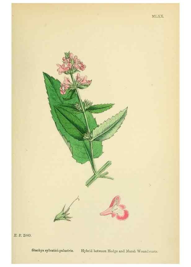 Reproducción/Reproduction 48718226617: English botany, or, Coloured figures of British plants /. London :R. Hardwicke,1863-1886.. 