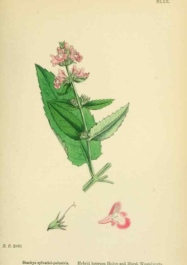 Reproducción/Reproduction 48718226617: English botany, or, Coloured figures of British plants /. London :R. Hardwicke,1863-1886.. 