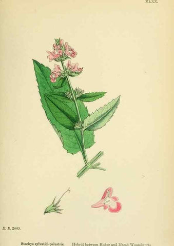 Reproducción/Reproduction 48718226617: English botany, or, Coloured figures of British plants /. London :R. Hardwicke,1863-1886.. 
