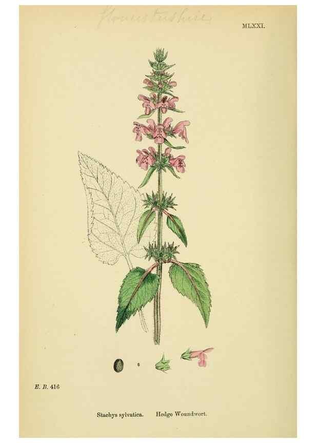 Reproducción/Reproduction 48718226987: English botany, or, Coloured figures of British plants /. London :R. Hardwicke,1863-1886.. 