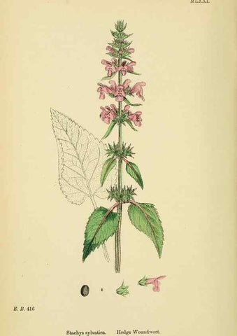 Reproducción/Reproduction 48718226987: English botany, or, Coloured figures of British plants /. London :R. Hardwicke,1863-1886.. 