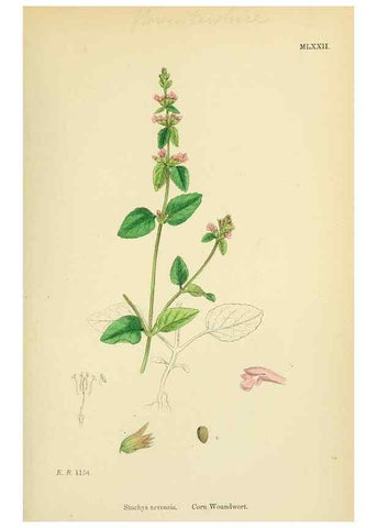 Reproducción/Reproduction 48717718718: English botany, or, Coloured figures of British plants /. London :R. Hardwicke,1863-1886.. 