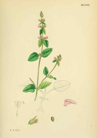 Reproducción/Reproduction 48717718718: English botany, or, Coloured figures of British plants /. London :R. Hardwicke,1863-1886.. 