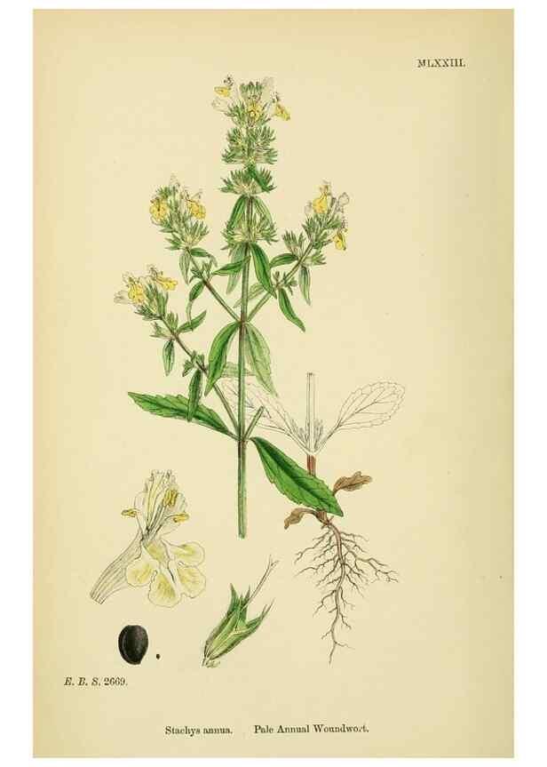Reproducción/Reproduction 48718055706: English botany, or, Coloured figures of British plants /. London :R. Hardwicke,1863-1886.. 