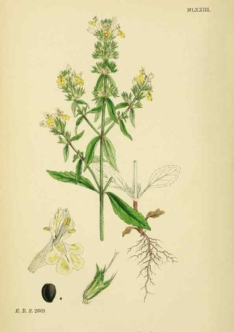 Reproducción/Reproduction 48718055706: English botany, or, Coloured figures of British plants /. London :R. Hardwicke,1863-1886.. 