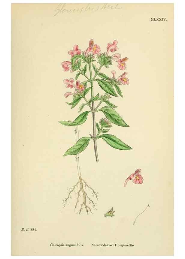 Reproducción/Reproduction 48718227827: English botany, or, Coloured figures of British plants /. London :R. Hardwicke,1863-1886.. 