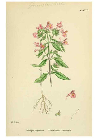 Reproducción/Reproduction 48718227827: English botany, or, Coloured figures of British plants /. London :R. Hardwicke,1863-1886.. 