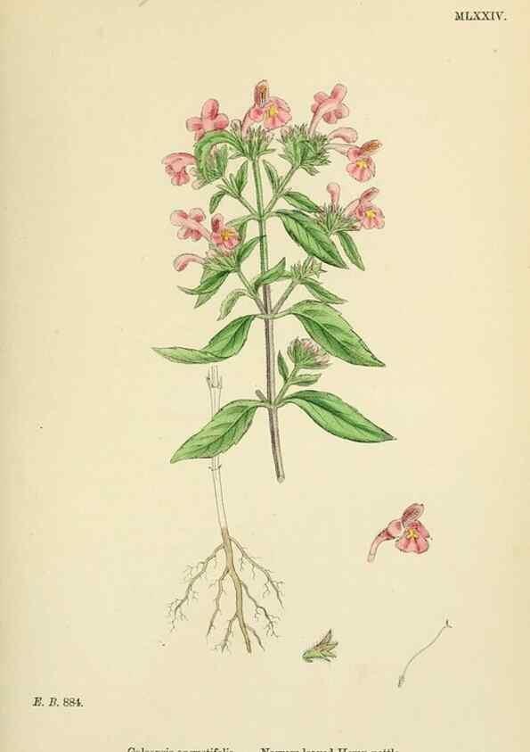 Reproducción/Reproduction 48718227827: English botany, or, Coloured figures of British plants /. London :R. Hardwicke,1863-1886.. 