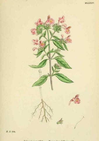 Reproducción/Reproduction 48718227827: English botany, or, Coloured figures of British plants /. London :R. Hardwicke,1863-1886.. 