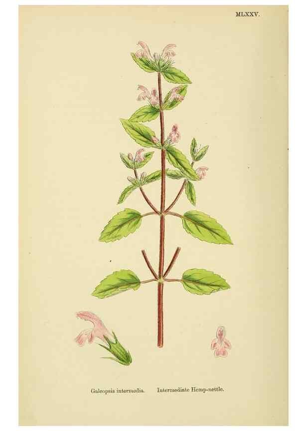 Reproducción/Reproduction 48718228127: English botany, or, Coloured figures of British plants /. London :R. Hardwicke,1863-1886.. 